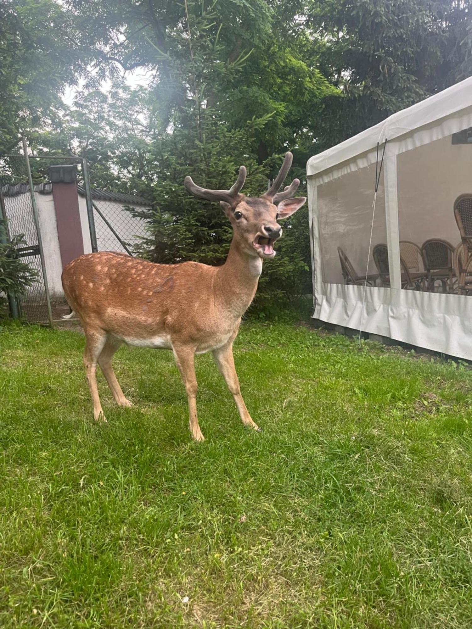 Dworek Biesiadny Radzewice Exteriér fotografie